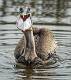 Brown Pelican-5